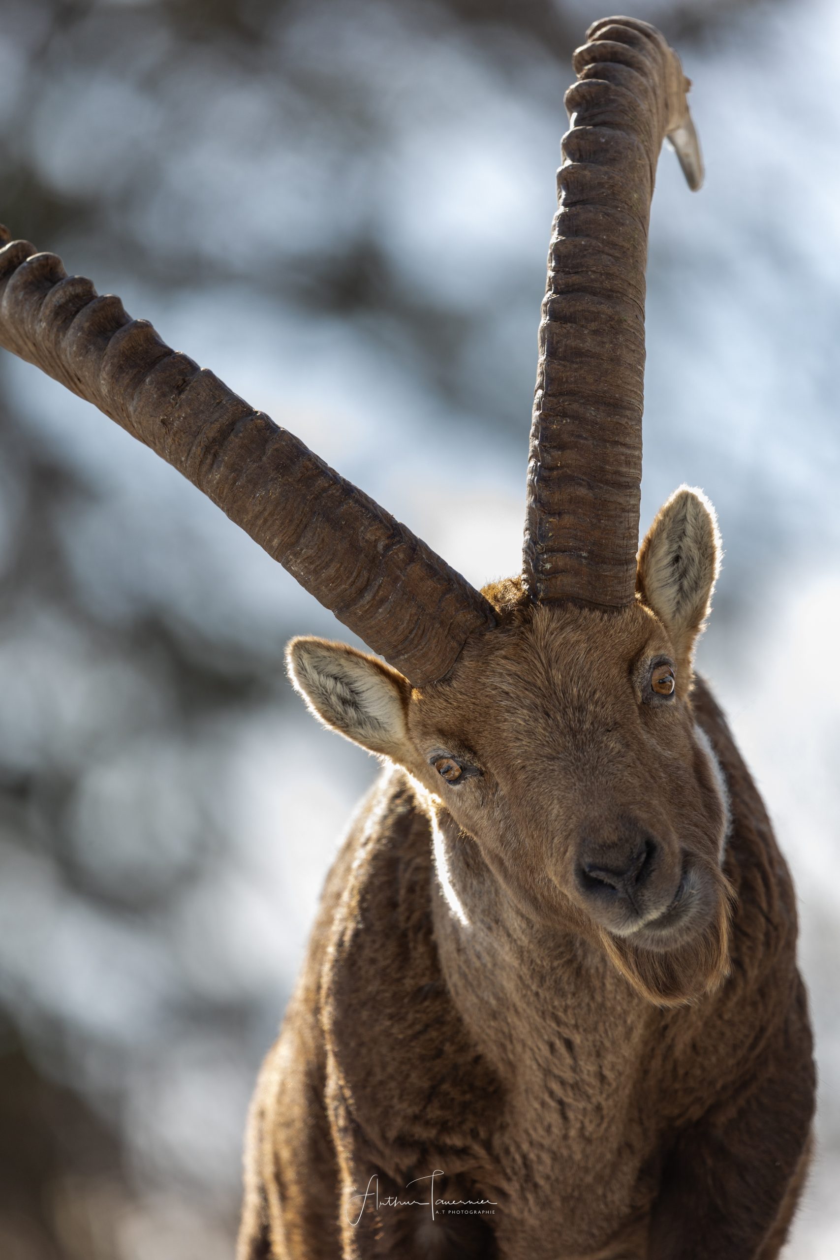 Bouquetin des Alpes photographié en portrait, lumière naturelle et regard intense en milieu montagnard