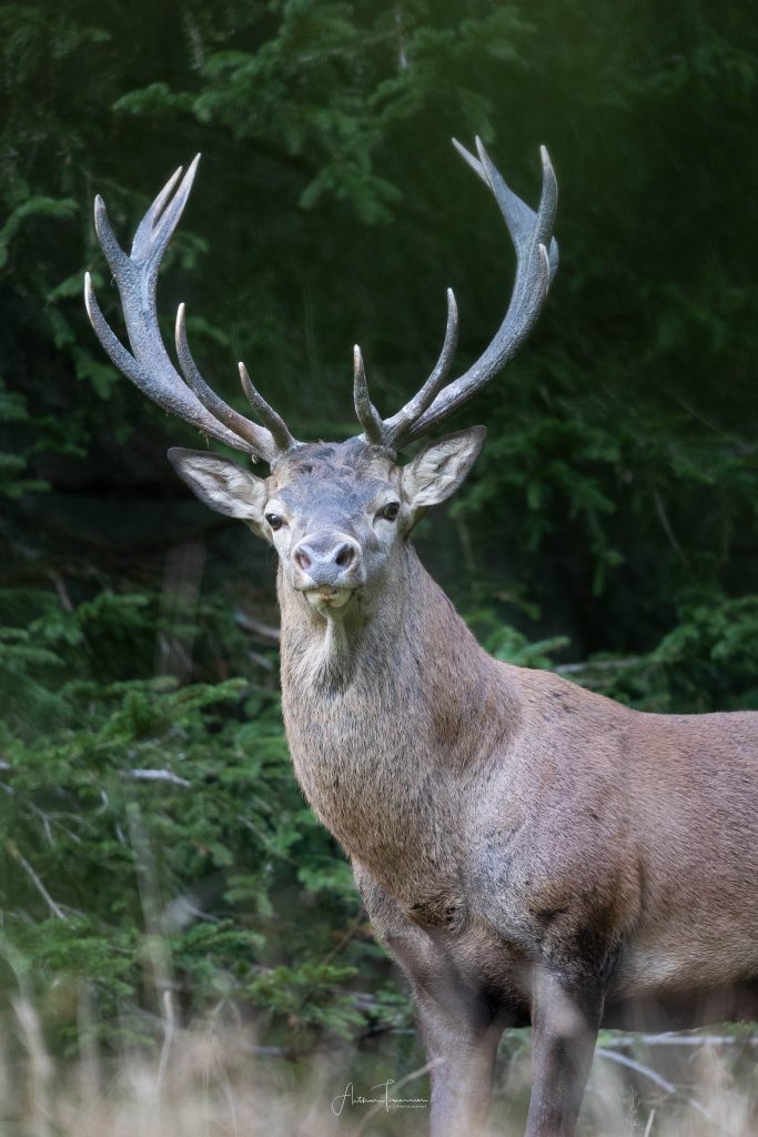 Cerf élaphe en forêt photographié de face, mettant en valeur la puissance et la majesté de l’animal