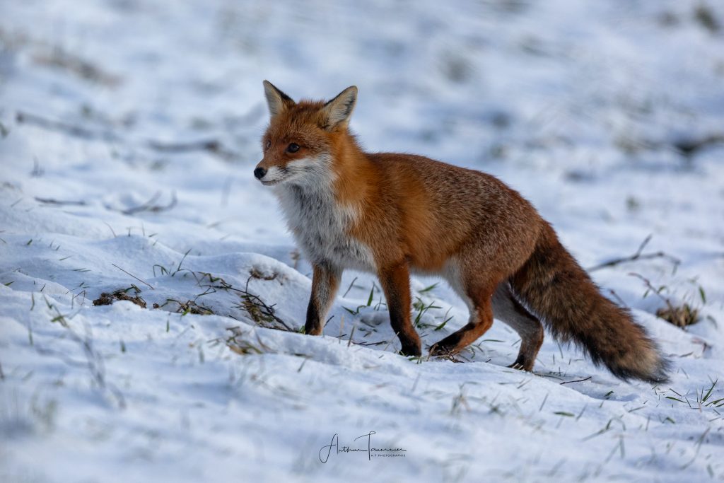 Renard roux évoluant dans un paysage enneigé, scène de vie sauvage photographiée sur le vif